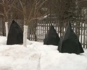 Покривний матеріал для грядок як вибрати (великий термін служби) Покривний матеріал для грядок як вибрати
