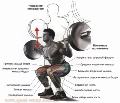 Вправи для квадрицепсов, sport-world (м'язи ніг) Вправи для квадрицепсов, sport-world