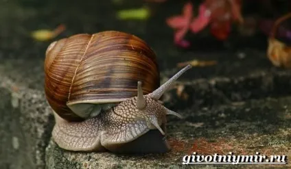Улітку виноградна
