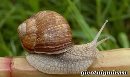 Улітку виноградна