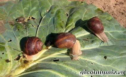 Улітку виноградна