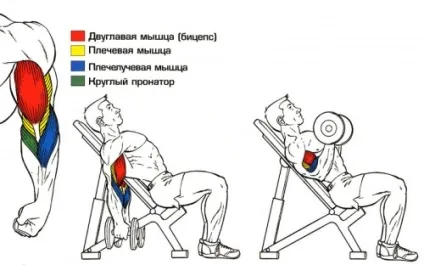 Вправи на біцепс руки