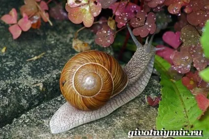 Улітку виноградна