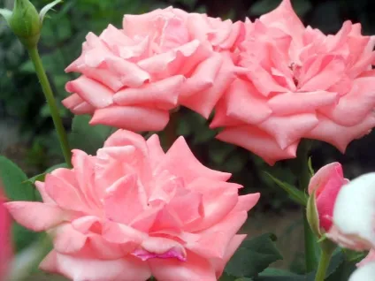Укриття рододендронів на зиму, садимо сад (тому дуже важливо) Укриття рододендронів на зиму, садимо сад