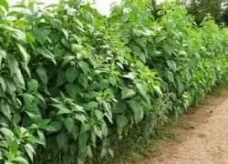 Як позбутися від топінамбура на дачі (позбутися) Як позбутися від топінамбура на дачі