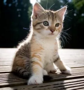 Як годувати сіамських кошенят (годувати) Як годувати сіамських кошенят