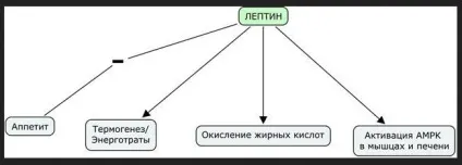 Як контролювати гормони для боротьби з жиром (жиром) Як контролювати гормони для боротьби з жиром