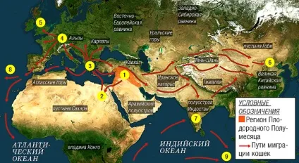 Як кішки захопили світ, публікації, навколо світу (домашні) Як кішки захопили світ, публікації, навколо світу