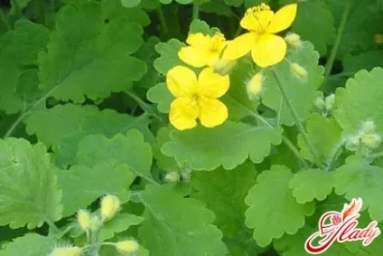Як позбутися від жировик рецепти лікування (рецепти) Як позбутися від жировик рецепти лікування