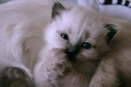 Як годувати сіамських кошенят (кошенят) Як годувати сіамських кошенят