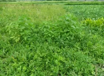 Як позбутися від топінамбура на дачі (позбутися) Як позбутися від топінамбура на дачі