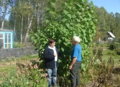 Як позбутися від топінамбура на дачі (позбутися) Як позбутися від топінамбура на дачі