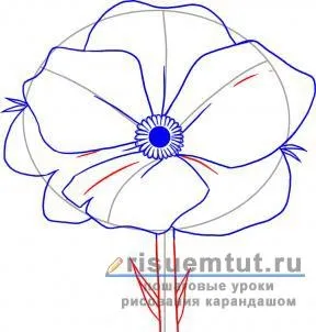 Як намалювати аленький квіточку олівцем поетапно - малюємо тут