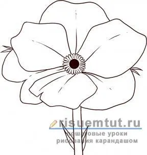 Як намалювати аленький квіточку олівцем поетапно - малюємо тут