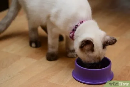 Як лікувати кота з застудою (лікувати) Як лікувати кота з застудою