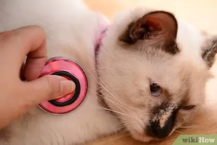 Як лікувати кота з застудою (застудою) Як лікувати кота з застудою