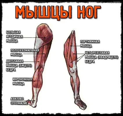Як накачати м'язи ніг! Кращі поради! (Група нашому тілі) Як накачати м'язи ніг! Кращі поради!