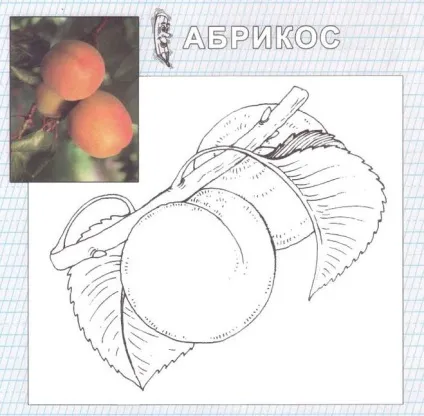 Як намалювати абрикос олівцем поетапно (малювання) Як намалювати абрикос олівцем поетапно