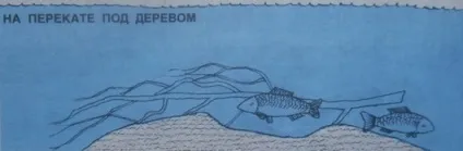 Як знайти місце стоянки коропа, ловимо все (стоянки) Як знайти місце стоянки коропа, ловимо все
