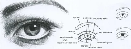 Як навчитися малювати портрети олівцем (як навчитися малювати) Як навчитися малювати портрети олівцем