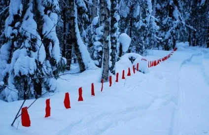 Як знаходити і відстрілювати вовчий виводок (виводок) Як знаходити і відстрілювати вовчий виводок