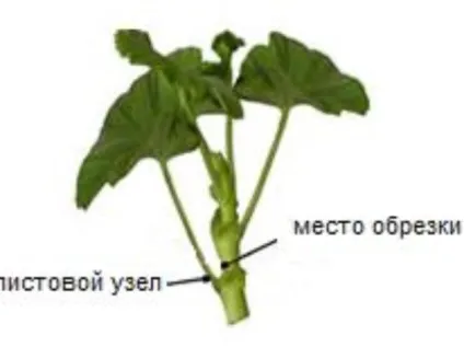 Як обрізати герань на зиму (восени), коли правильно прищипувати, щоб вона цвіла, формування (восени) Як обрізати герань на зиму (восени), коли правильно прищипувати, щоб вона цвіла, формування