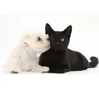 Як відучити собаку ганятися за кішкою, dogmall - щенки щеплені з документами РКФ (ганятися) Як відучити собаку ганятися за кішкою, dogmall - щенки щеплені з документами РКФ