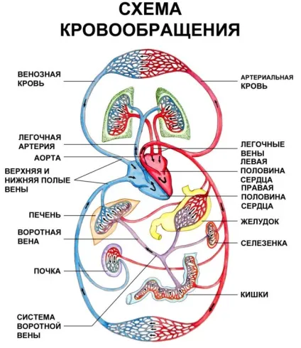 Як почистити нирки в домашніх умовах народними засобами (почистити) Як почистити нирки в домашніх умовах народними засобами