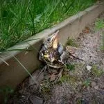 Як перешкодити коту полювати на птахів (птахів) Як перешкодити коту полювати на птахів