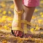 Як перешкодити коту полювати на птахів (коту) Як перешкодити коту полювати на птахів