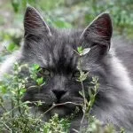 Як перешкодити коту полювати на птахів (птахів) Як перешкодити коту полювати на птахів