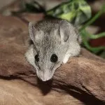 Як перешкодити коту полювати на птахів (птахів) Як перешкодити коту полювати на птахів