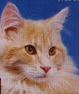 Як подружити двох котів або двох кішок, в одному будинку - все про котів і кішок з любов'ю (котів) Як подружити двох котів або двох кішок, в одному будинку - все про котів і кішок з любов'ю