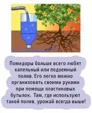 Як поливати помідори