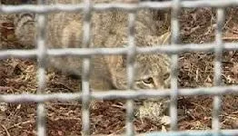 Як подружити двох котів або двох кішок, в одному будинку - все про котів і кішок з любов'ю (подружити) Як подружити двох котів або двох кішок, в одному будинку - все про котів і кішок з любов'ю