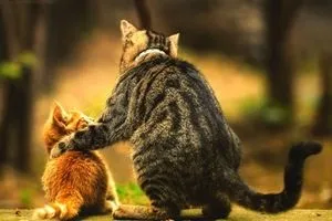 Як подружити дорослого кота і кошеня, кішки, коти і кошенята - мишок немає! (Дорослого) Як подружити дорослого кота і кошеня, кішки, коти і кошенята - мишок немає!