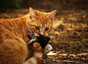 Як перешкодити коту полювати на птахів (птахів) Як перешкодити коту полювати на птахів