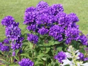 Як посадити і виростити дзвіночки у себе на дачі (посадити) Як посадити і виростити дзвіночки у себе на дачі