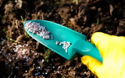 Як підготувати лілії до зими