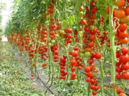 Як поливати помідори