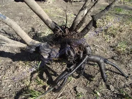 Як підготувати корч для акваріума, блог акваріума (підготувати) Як підготувати корч для акваріума, блог акваріума