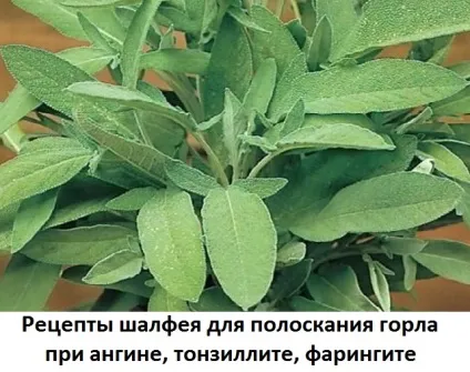 Як полоскати горло шавлією, сайт про методи лікування докторів Неумивакіна, Болотова, огулова (лікування раку) Як полоскати горло шавлією, сайт про методи лікування докторів Неумивакіна, Болотова, огулова
