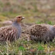 Як спіймати куріпку без рушниці фото і відео огляд (рушниці) Як спіймати куріпку без рушниці фото і відео огляд