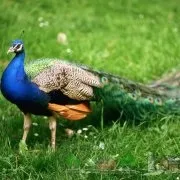 Як спіймати куріпку без рушниці фото і відео огляд (куріпку) Як спіймати куріпку без рушниці фото і відео огляд
