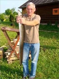 Як спіймати рибу на озері Селігер і на що вона ловиться (озері) Як спіймати рибу на озері Селігер і на що вона ловиться