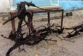 Як правильно приготувати корч для акваріума (правильно) Як правильно приготувати корч для акваріума