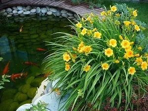 Як правильно садити лилейник - поради садівникам (сорти лілійників для Підмосков'я) Як правильно садити лилейник - поради садівникам