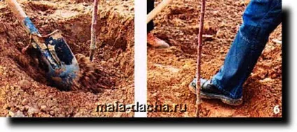 Як правильно посадити плодові дерева, дача своїми руками (дерева) Як правильно посадити плодові дерева, дача своїми руками