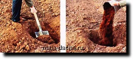 Як правильно посадити плодові дерева, дача своїми руками (коренева шийка була вище) Як правильно посадити плодові дерева, дача своїми руками