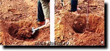 Як правильно посадити плодові дерева, дача своїми руками (коренева шийка була) Як правильно посадити плодові дерева, дача своїми руками